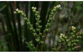 Image result for Sesamum parviflorum