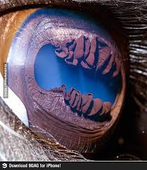 Eye Of A Llama Eye Close Up Things Under A Microscope Llama Eye