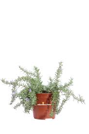 Image result for Pimpinella alismatifolia