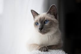 This ancient hebrew name has seen a popularity surge in recent years. 100 Siamese Cat Names Ideas For Color Pointed Sassy Cats Excited Cats