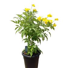 Image result for Tecoma