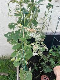 Image result for spider mites on cucumbers