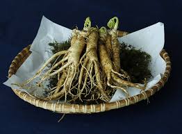 Check spelling or type a new query. 5 Cara Menanam Ginseng Jawa Dengan Pot Di Rumah Praktis