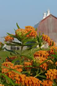 Image result for Asclepias palustris