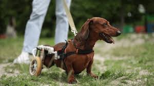 Image result for invalid dog wheelset