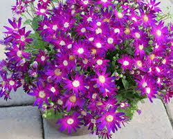 Image result for Pericallis