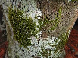 Des milliers de nouvelles images de grande qualité ajoutées chaque jour. Green Mold Information And Other Green Growths