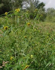 Image result for Ethulia burundiensis