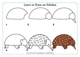 Learn To Draw An Echidna Learn To Draw Art Drawings For Kids Animal Drawings