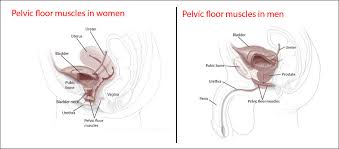 Place your arms down alongside your body with your palms facing down. Step By Step Guide To Performing Kegel Exercises Harvard Health