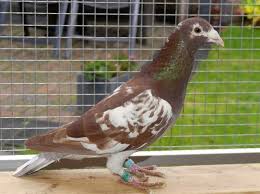 Jay Jay Adli Kullanicinin Racing Pigeons Panosundaki Pin Guzel Kuslar Kus