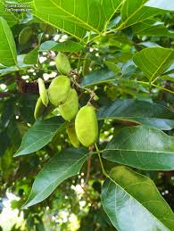 Image result for Millettia pinnata