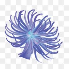 Sea Anemone Png Sea Anemone Outline Cartoon Sea Anemone Sea Anemone And Hermit Crab Nemo Sea Anemone Sea Anemone Drawing Sea Anemone Diagram Sea Anemone Mouth Sea Anemone Coloring Pages Sea Anemone Parts Sea Anemone Animal Black And White Sea Anemone Download free sea anemone transparent images in your personal projects or share it as a cool sticker on tumblr, whatsapp, facebook messenger, wechat, twitter or in other. sea anemone png sea anemone outline