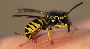 For use in a loft, attic or roof space or any other area where wasps are active such as in a garage, garden shed or outbuilding. How To Protect Yourself From Wasps And Hornets In Nc Carolina Pest
