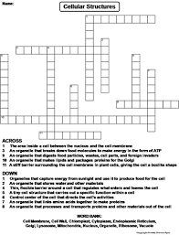 Abbreviated version of an organelle that synthesizes protiens. Cell Organelles Crossword Puzzle Teaching Resources