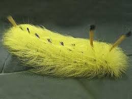 Black And White Spotted Moth Ontario Spotted Apatelodes Caterpillar Yellow Var Apatelodes Torrefacta Found From Maine And Southern Ontario To Florida Wes Moth Beautiful Butterflies Insects