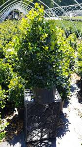 Check spelling or type a new query. Ilex X Meserveae Blue Maid Blue Maid Holly From Prides Corner Farms