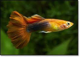 Pin By Iliqna Ilieva On Guppy Guppy Fish Guppy Aquarium Fish