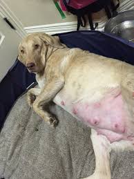 They all are very outgoing and no puppy in the litter is. Austin Chesapeake Bay Retrievers