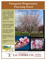 Naturehills.com has been visited by 10k+ users in the past month Flowering Peach Trees