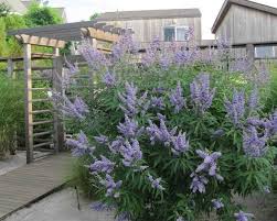 Image result for Vitex strickeri
