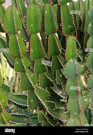 Image result for Euphorbia cooperi