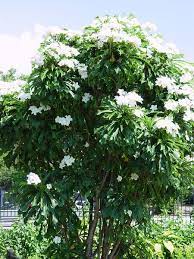 Pin By Cyndi Shiplett On Fl Trees Palms Bamboo Lg Shrubs White Flowering Trees Plumeria Pudica Plants