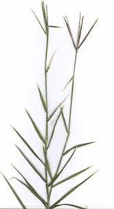 Rumput grintingan (cynodon dactilon) t. Cynodon Dactylon Bermuda Grass Pfaf Plant Database