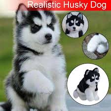 Maybe you would like to learn more about one of these? Lifelike Realistic Husky Dog Walking Barking Wagging Tail Puppy Dog Handmade Realistic Figure Toy Dog Plush Stuffed Anim Buy At A Low Prices On Joom E Commerce Platform