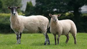 All parcels insured up to £250. How Mules Can Rise To The Challenge Of Rival Sheep Breeds Farmers Weekly