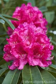 Rhododendron Max Sye A Medium Sized Evergreen Shrub That With Great Age Can Exceed 4 5m Tall X 4m Wide It Has Magenta Flowers Evergreen Shrubs Rhododendron