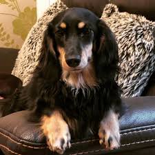 Long haired dachshunds have long single coats that appear in layers of beautiful waves. Black And Cream Miniature Long Haired Emeraldax Dachshunds Facebook