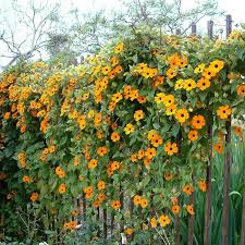 Image result for Thunbergia dregeana
