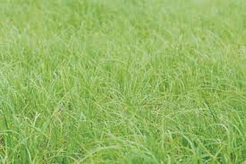 What are some of the most reviewed products in grass seed? Uf Riata Forage Seed