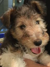 Airedale Terrier Puppy Wire Fox Terrier Puppies Airedale Terrier Puppies Fox Terrier Puppy