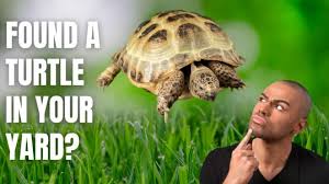 What To Do If You Find A Turtle In Your Yard Turtleholic