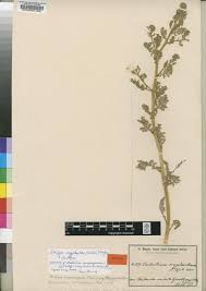 Image result for Rorippa cryptantha