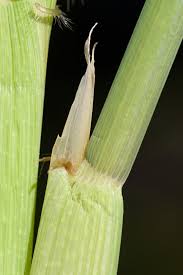 Image result for Oryza longistaminata