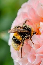 Maybe you would like to learn more about one of these? 12 Ways To Attract Bumble Bees To Your Garden The Homespun Hydrangea