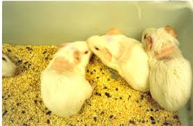 Types Of Animal Testing Cruelty Free International