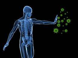 Wie Das Immunsystem Krankheiten Bekampft