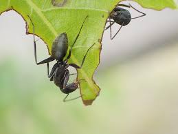クヌギの葉をかじるクロヤマアリ 虫散歩