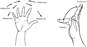 the upper extremity the elbow forearm wrist and hand