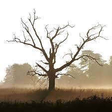 My Friend The Dead Tree Tree Images Nature Images Amazing Photography