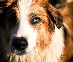 Torturare un animale queste trappole sono solo un maltrattamento per gli animali, a qualsiasi specie appartengano: Scegliere Il Giusto Cane Sbaglia Il Primo Passo E Sarai Nelle Grane Tutta La Vita Train My Buddy