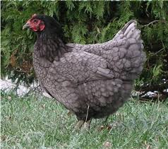 The black jersey giant chicken was originated in burlington county in the state of new jersey during the 1880's. Jersey Giant Alchetron The Free Social Encyclopedia