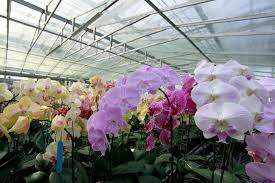 Because they are usually blooming when they are sold to the store and they have been cared for in a green house for. How The Precious Orchid Got So Cheap Wsj