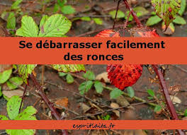 Epingle Sur Jardin