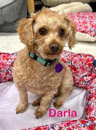 CANCELLED DUE TO WEATHER‼️ Adoption event tomorrow!! * Weather permitting *  We will post Sunday morning if we are going to cancel.