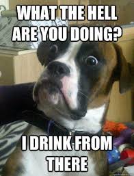 Funny Animal Pictures Simply Stacie A handpicked collection of hilarious pictures. funny animal pictures simply stacie